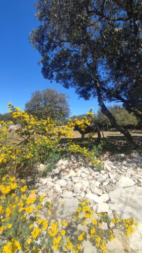 Montcalmès - Puéchabon