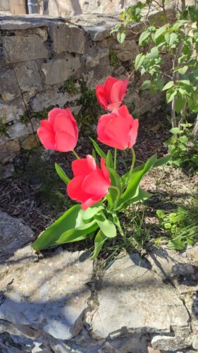 Montcalmès - Puéchabon