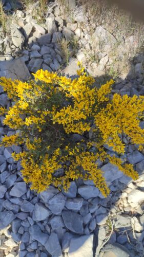 Montcalmès - Puéchabon