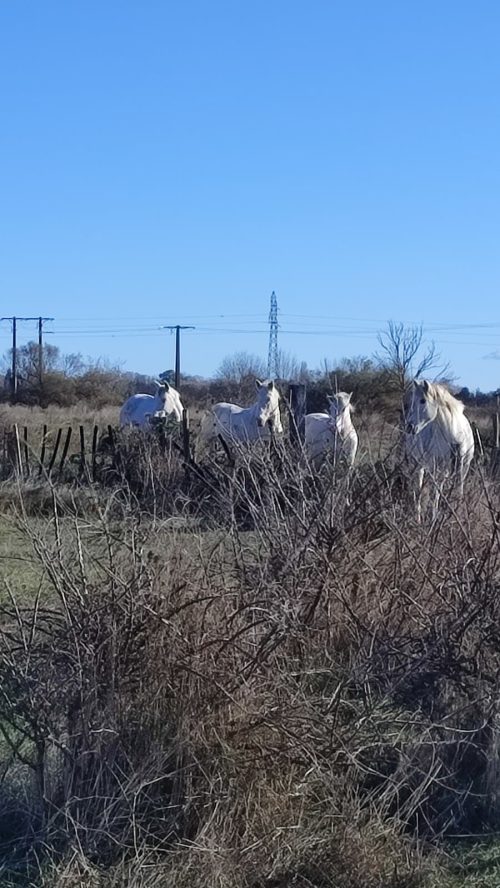 Saint Gilles et environs