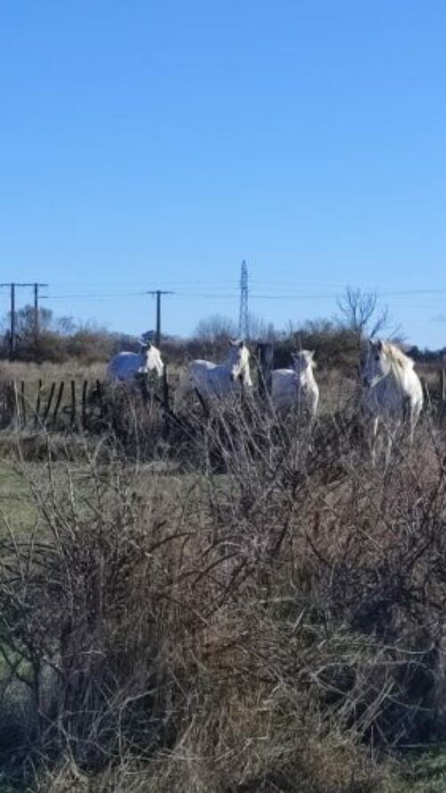 Saint Gilles et environs