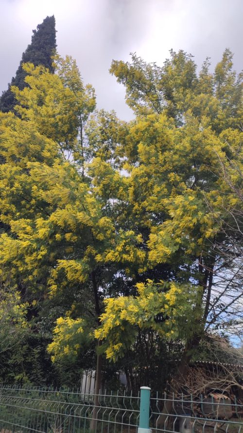 Mialet-Chemin des Camisards