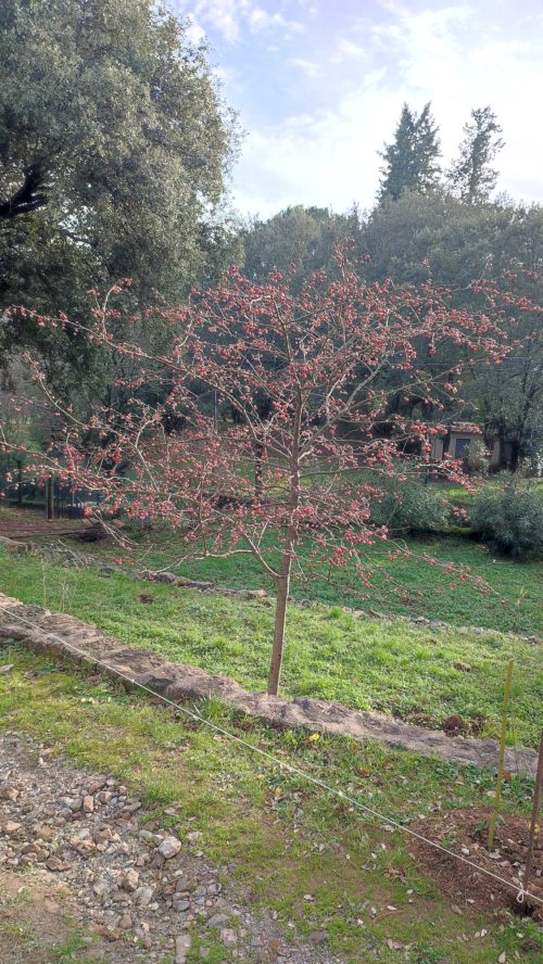 Mialet-Chemin des Camisards