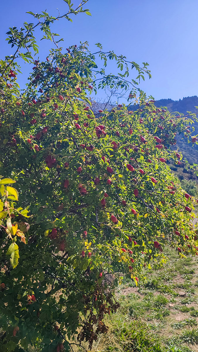 Font-Romeu