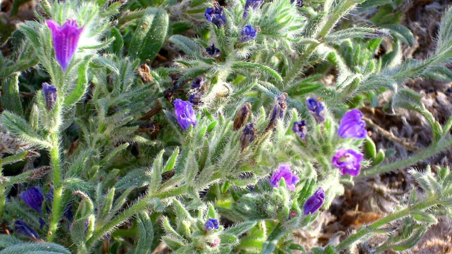 Cirque du bout du monde