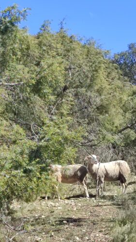 St Martin de Londres