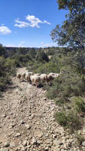 St Martin de Londres